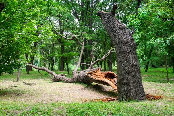 Best Hazardous Tree Removal  in Coldwater, MS